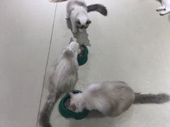 -藏猫猫咖啡主题馆(中央大道店)