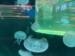 -苏州海洋馆