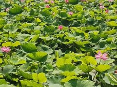 -羊亭河湿地公园