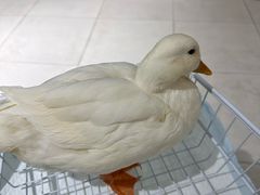 -怪兽屋·羊驼·猫咖·狗咖(俊华广场店)