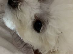 -中农国际动物医院24小时·猫科·骨科·急重症中心