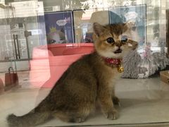 -糯米喵星人总部直营旗舰店·猫舍·幼猫出售