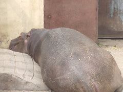 -青藏高原野生动物园