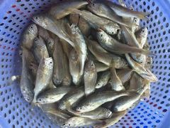 -龙溪海鲜酒家(溪涌店)