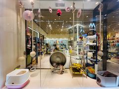 -momokira米努特·德文卷毛猫·棉花面纱犬