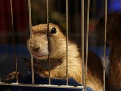 -青石桥花鸟鱼虫市场(叠翠城店)