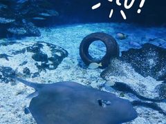 -海合安武汉极地海洋公园