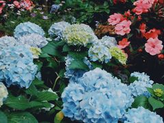 -深圳仙湖植物园