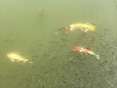 -上海鲜花港