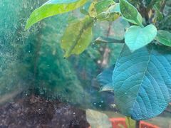 -上海大自然野生昆虫馆(东方明珠·爬宠昆虫探索中心)