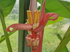 -国家植物园南园