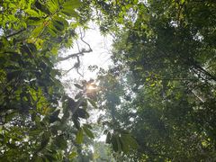 -西双版纳原始森林公园