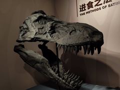 -自贡恐龙博物馆