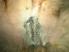 -北京观赏动物医院·24小时大型综合·猫专科·异宠专科