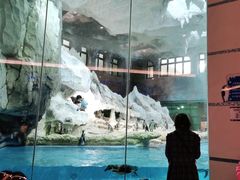 -帝企鹅自助餐厅•儿童岛•真企鹅(长隆企鹅酒店)