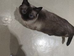 -藏猫猫咖啡主题馆(中央大道店)