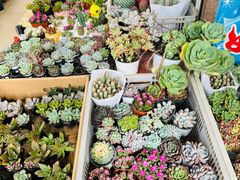 -溪岸路花鸟市场