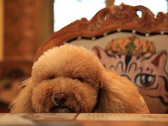 -more than meow吴止猫主题餐厅(承德 中船汇店)