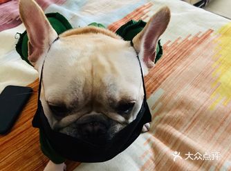 给狗子来点不一样的体验~