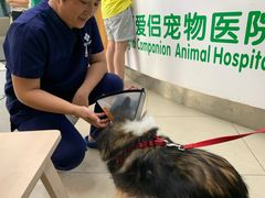 -爱侣宠医·鹦鹉专科·小型哺乳类·异宠专科(灵石路店)