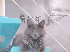 -十年猫舍·猫咪专门店(普陀店)