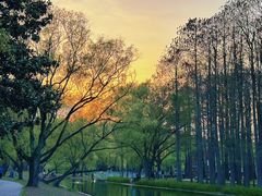 -上海共青森林公园