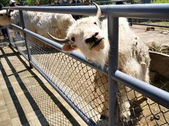 -长白岛森林公园