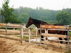 马匹-月河湾马术俱乐部(朝阳店)