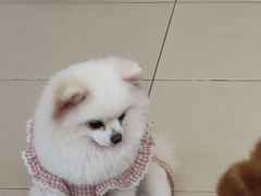 -怪兽屋·羊驼·猫咖·狗咖(俊华广场店)
