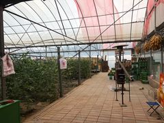 西瓜棚-庞各庄翠芳园西瓜蔬菜基地采摘园