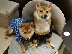 -逗柴咖啡屋·狗咖猫咖宠物桌游