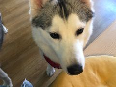 -Husky Go! 哈士奇体验馆·宠物咖啡厅狗咖