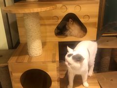 -more than meow吴止猫主题餐厅(承德 中船汇店)