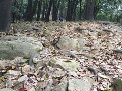 -火炉山森林公园
