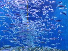 -成都浩海立方海洋公园