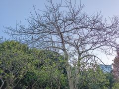 -玉树公园
