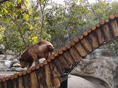 -北京野生动物园