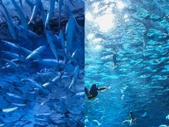 -海合安武汉极地海洋公园