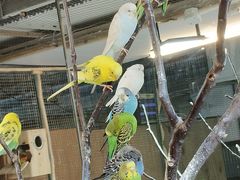-上海大自然野生昆虫馆(东方明珠·爬宠昆虫探索中心)