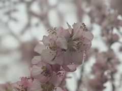 -桃花堤公园