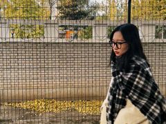 -三里屯东五街银杏大道
