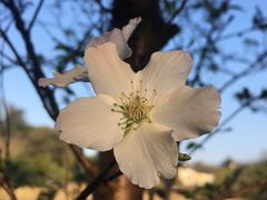 -森波拉火山温泉