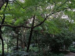 -红梅公园