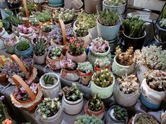 -循礼门鲜花花市(武汉循礼门店)