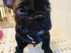 -1013 PET SHOP 宠物商店(近铁城市广场店)