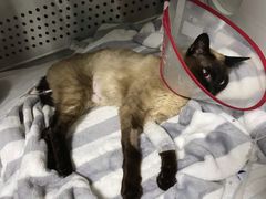 -美联众合动物医院·24h转诊中心