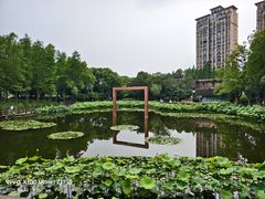 -陈家山荷花公园