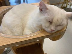 -飞行喵MR PILOT|猫舍·猫咖(静安大融城店)