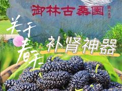 -御林古桑园
