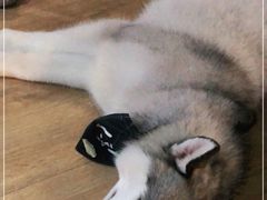 -Husky Go! 哈士奇体验馆·宠物咖啡厅狗咖